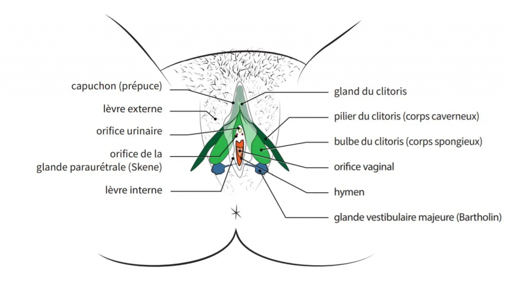 Vue axiale des organes génitaux féminins
