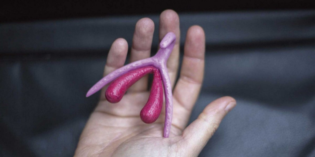 Clitoris en 3D d'Odile Fillod