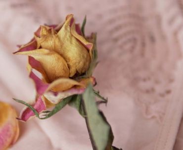 fleur illustrant la virginité